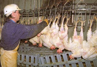 Chaine d'abattage ...